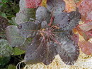 Cotinus coggygria